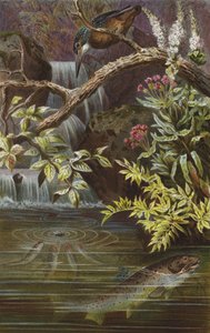 Brown Trout by European School